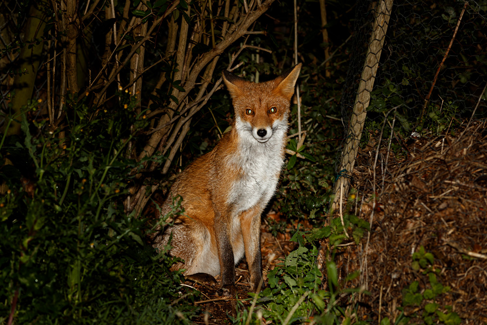 2909192909199390.jpg - Young vixen