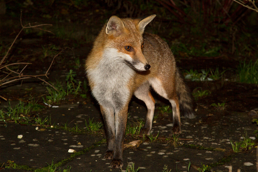 2910122610120846.jpg - Young vixen (Vulpes vulpes) in suburban garden at night. East Sussex.