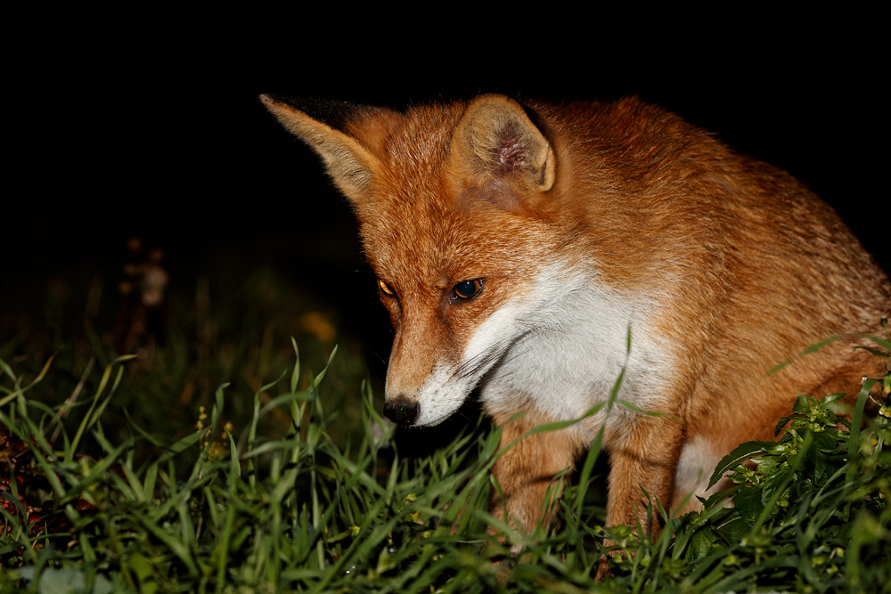 2910182910187812.jpg - Pretty foraging in the garden