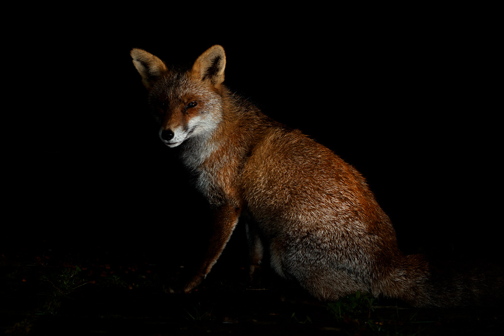 2910202910209125.jpg - Portrait of Wolfy