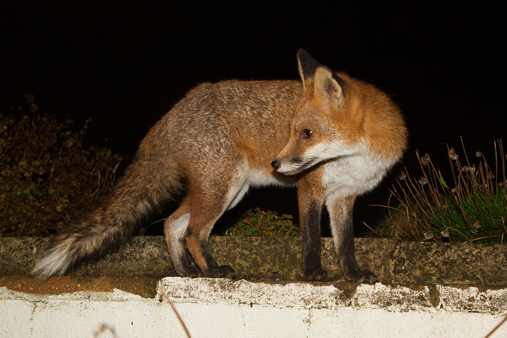 2911132811130199.jpg - Young fox in the garden by the wall