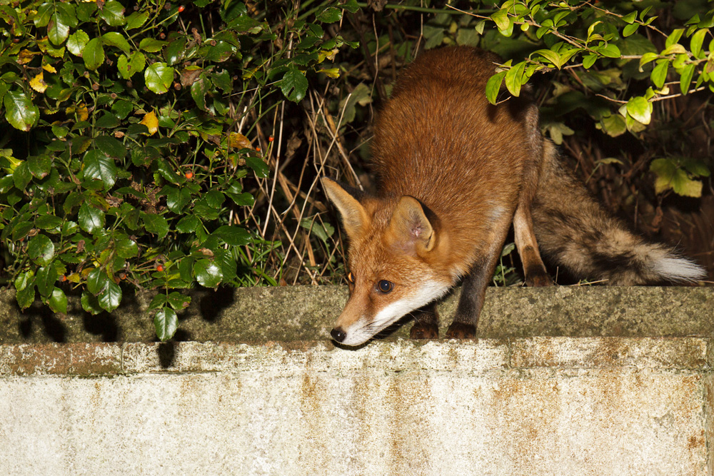 2911172911176356.jpg - Pretty Vixen
