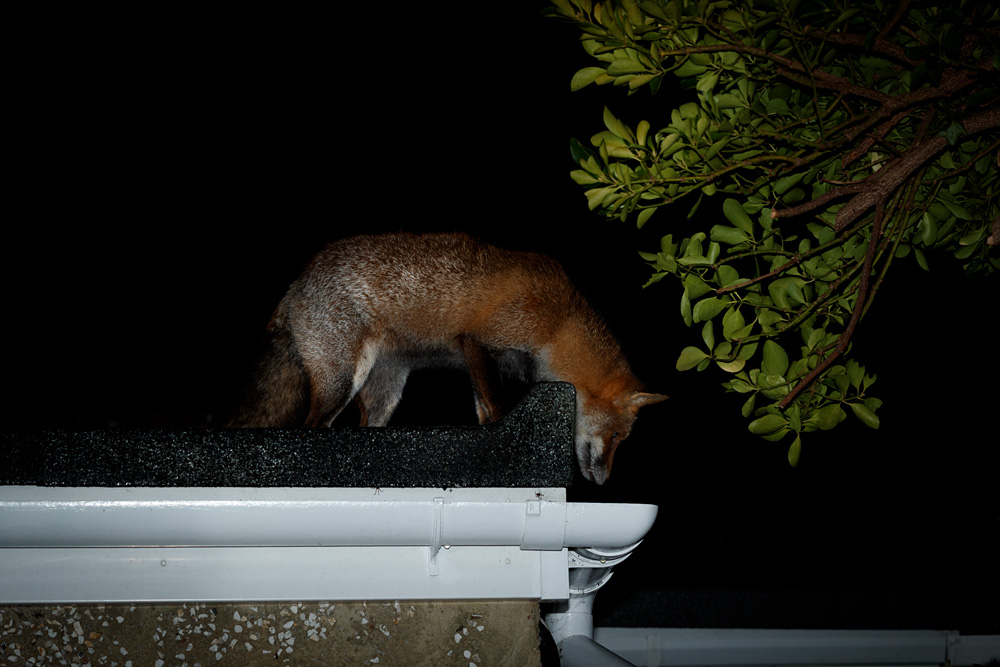 2911202911200931.jpg - Wolfy roof walking