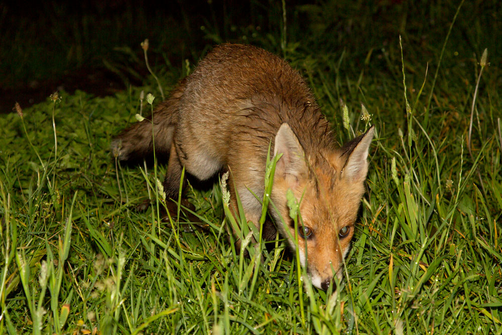3001131206122720.jpg - Fox cub (Vulpes vulpes) in long grass after rain displaying distinctive blue eyes of young foxes.