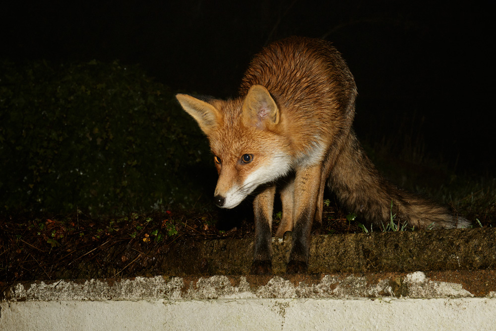3001182701184402.jpg - Pretty Vixen