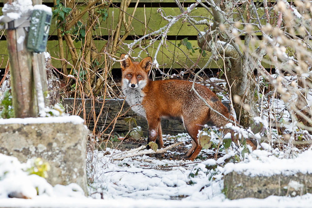 3001193001199388.jpg - Unknown fox in the snow