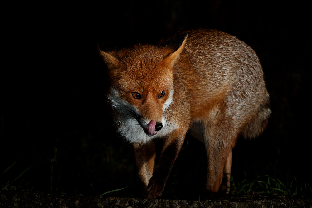3001213001213245.jpg - Stumpy with his tongue out