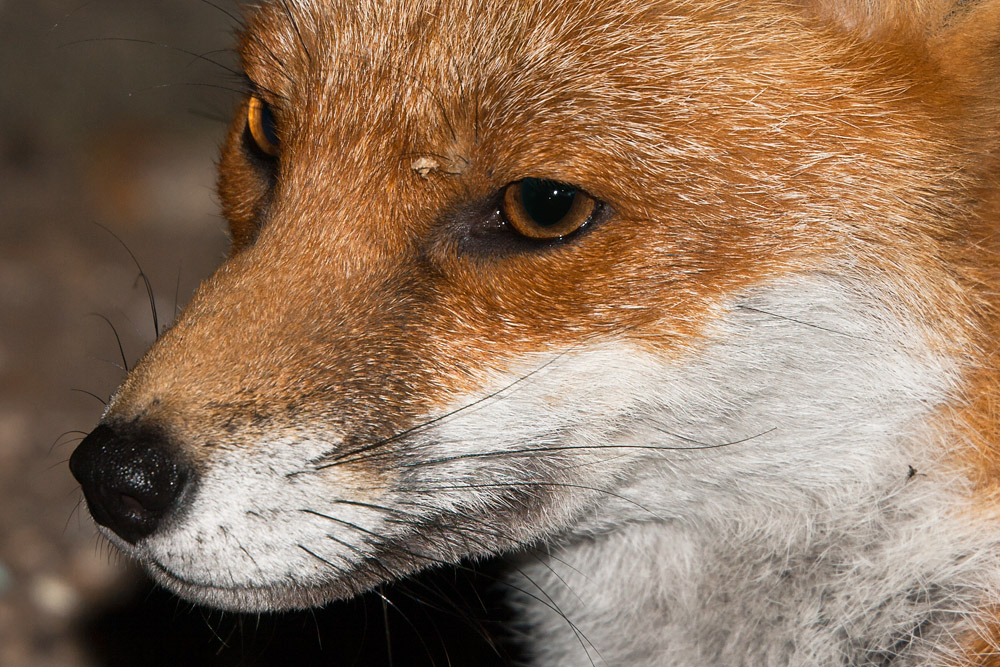 3003162009091295.jpg - Portrait of a fox