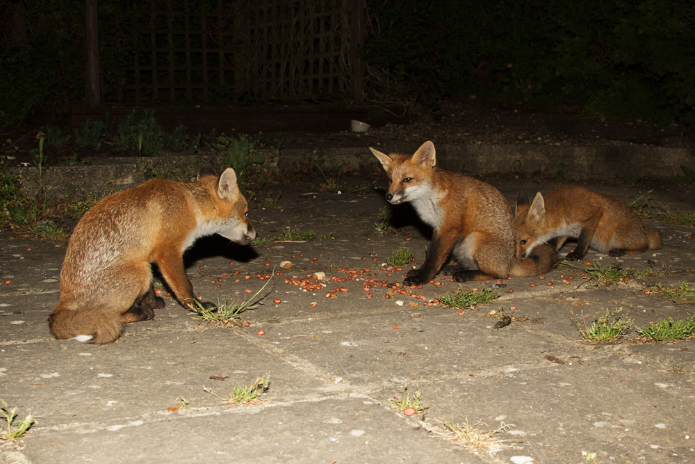3003170506132371.jpg - Three fox cubs