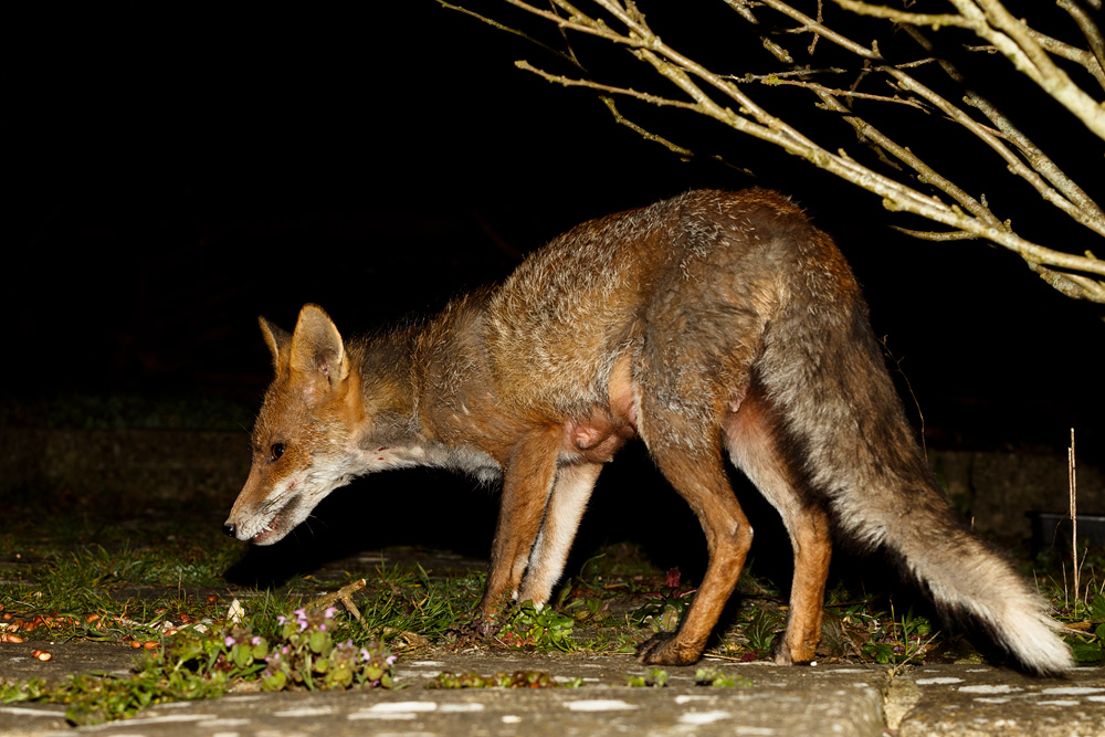 3003192903199530.jpg - Wolfy (vixen) at night