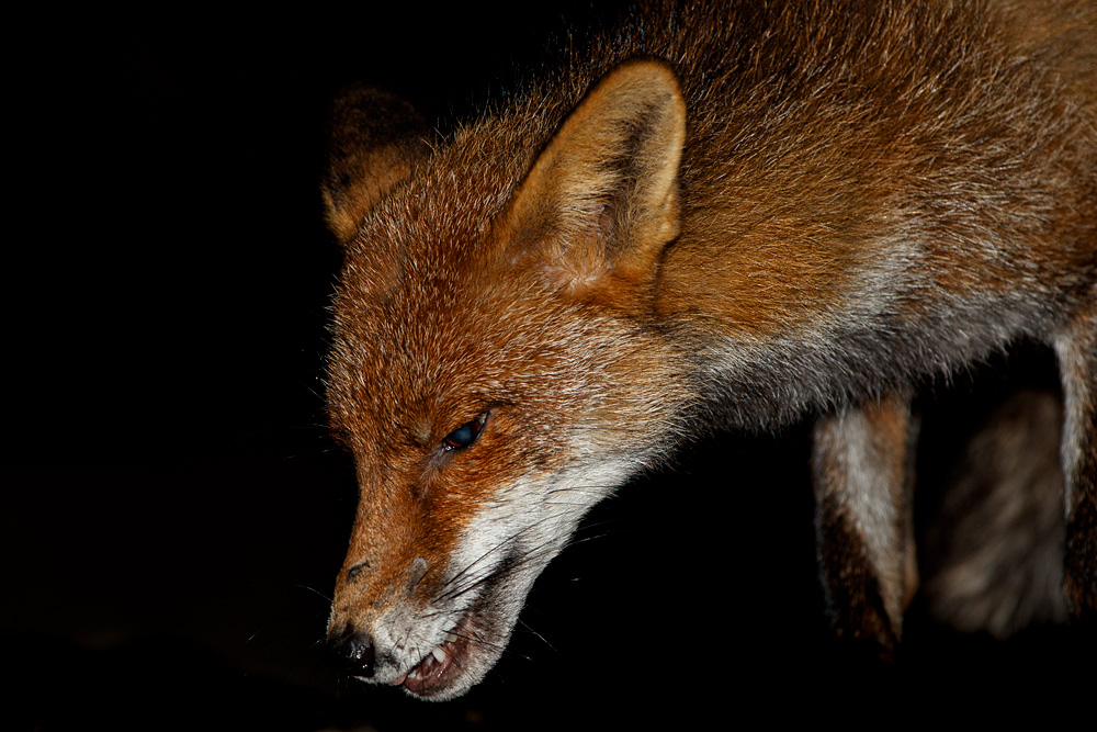 3003202803201630.jpg - Portrait of Wolfy the vixen
