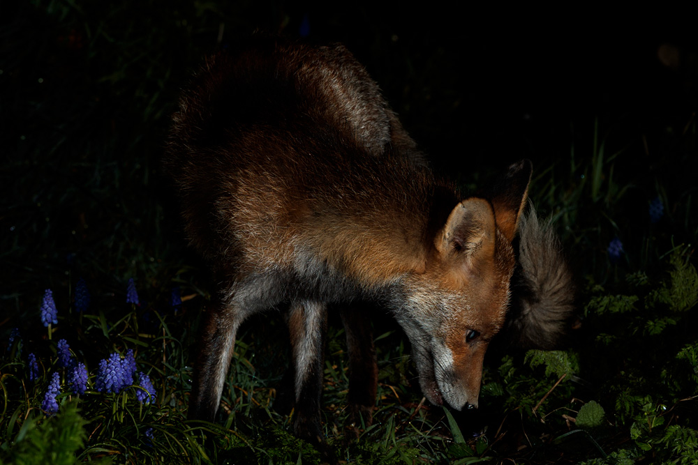 3003213003215797.jpg - Wolfy the vixen in the garden