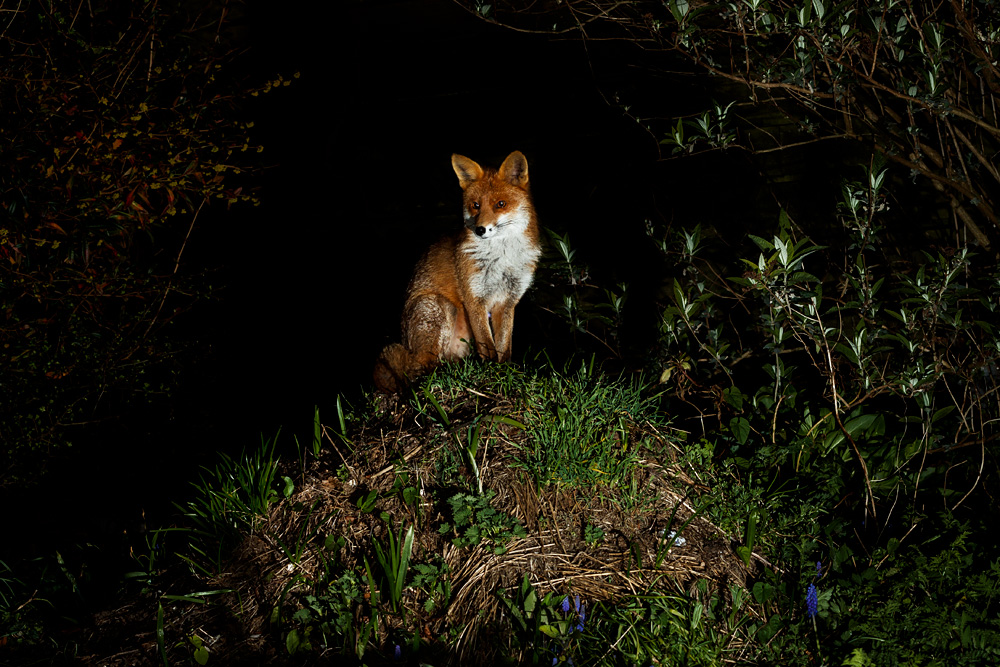 3003222903221473.jpg - Stumpy at night, climbing on compost heap
