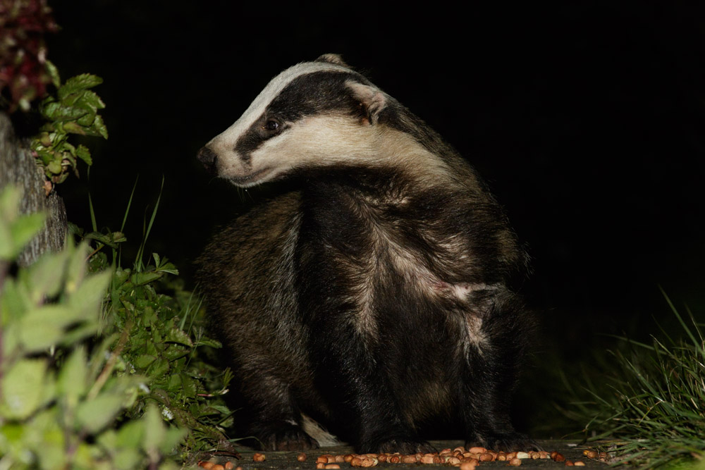 3004152904159347.jpg - Badger (meles meles) eating peanuts in a suburban garden with head raised.