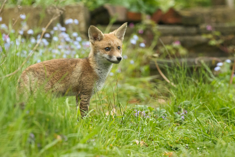3004183004183122.jpg - Fox cub at about 7 weeks old