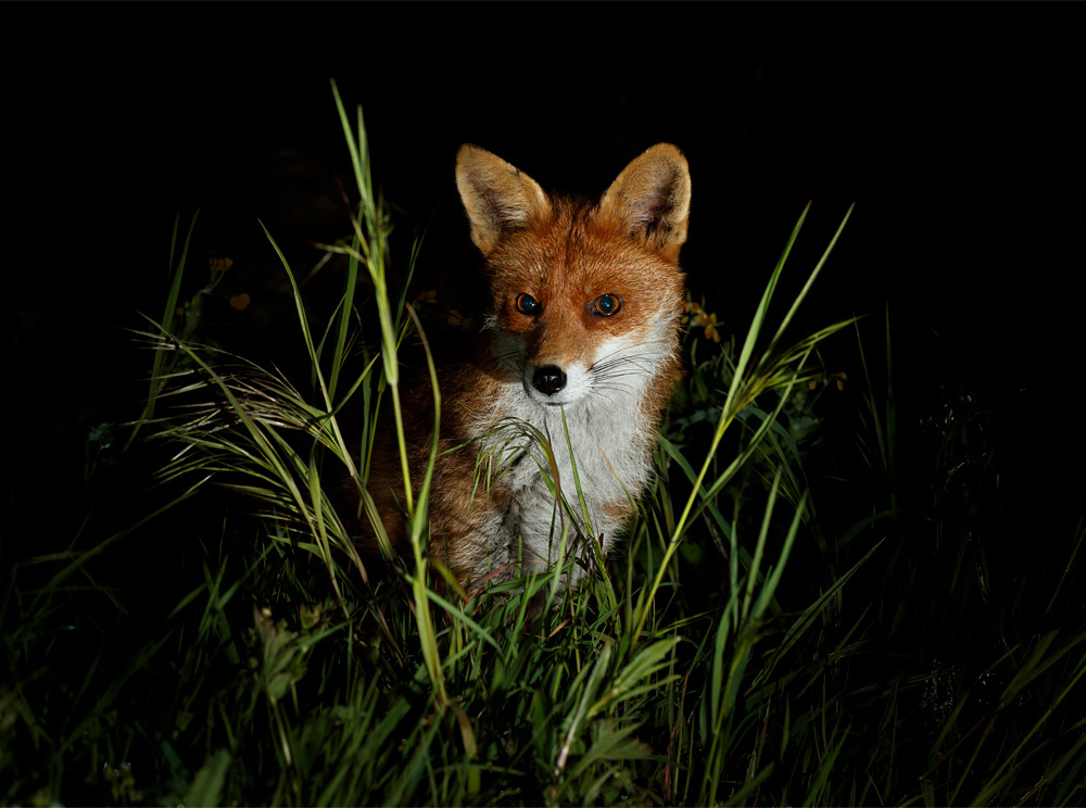 3004223004225018.jpg - Stumpy at night