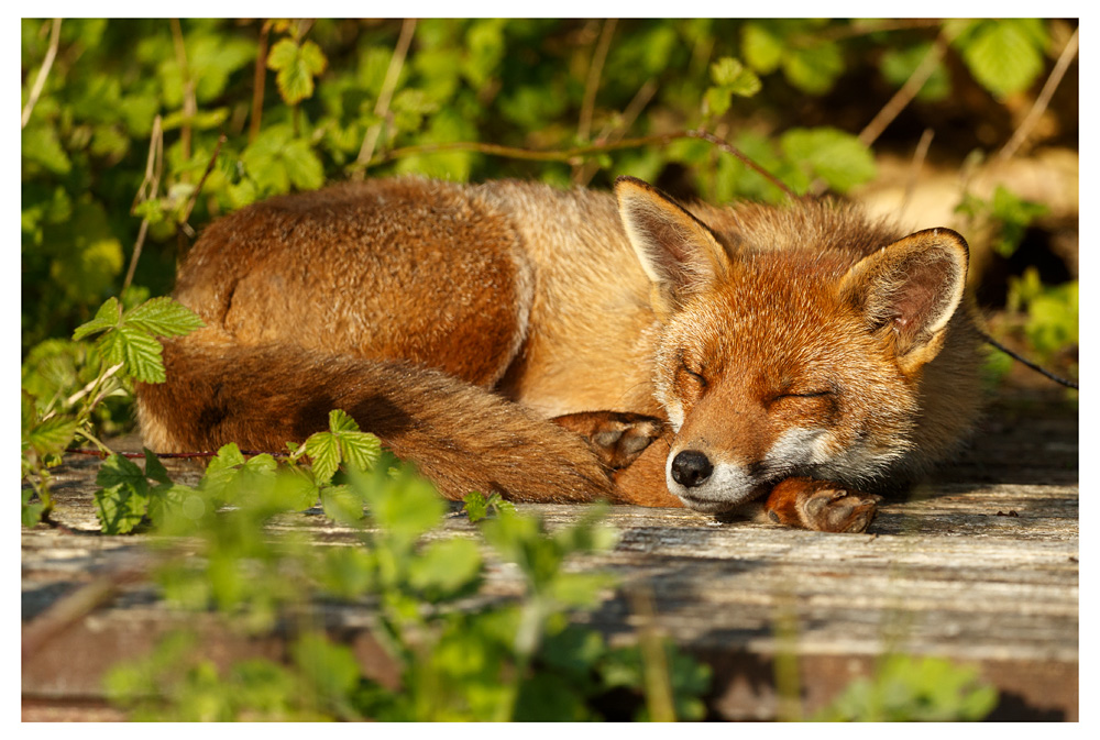 3004232904239219.jpg - Lopa sleeping in the sun