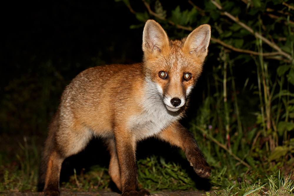3005183005186179.jpg - Fox Cub (long nose) at night
