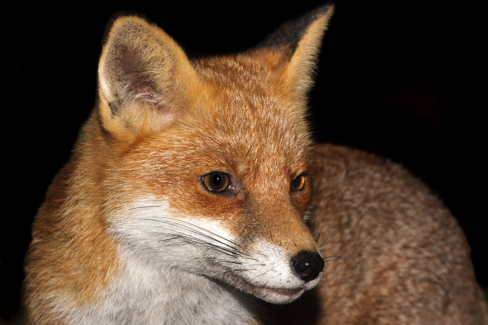 3006161511091174.jpg - Fox portrait