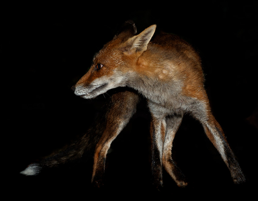 3006203006206808.jpg - Wolfy the vixen
