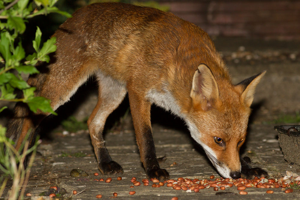 3007142907142768.jpg - Fox with nicked ear  eating in suburban garden