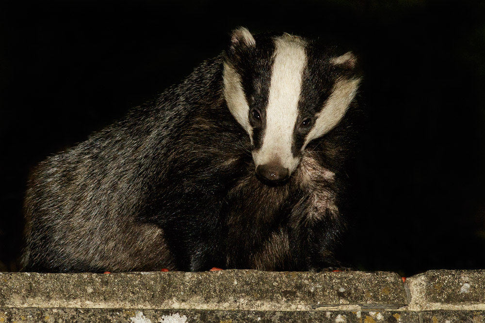 3007152507159109.jpg - Badger at the top of the steps