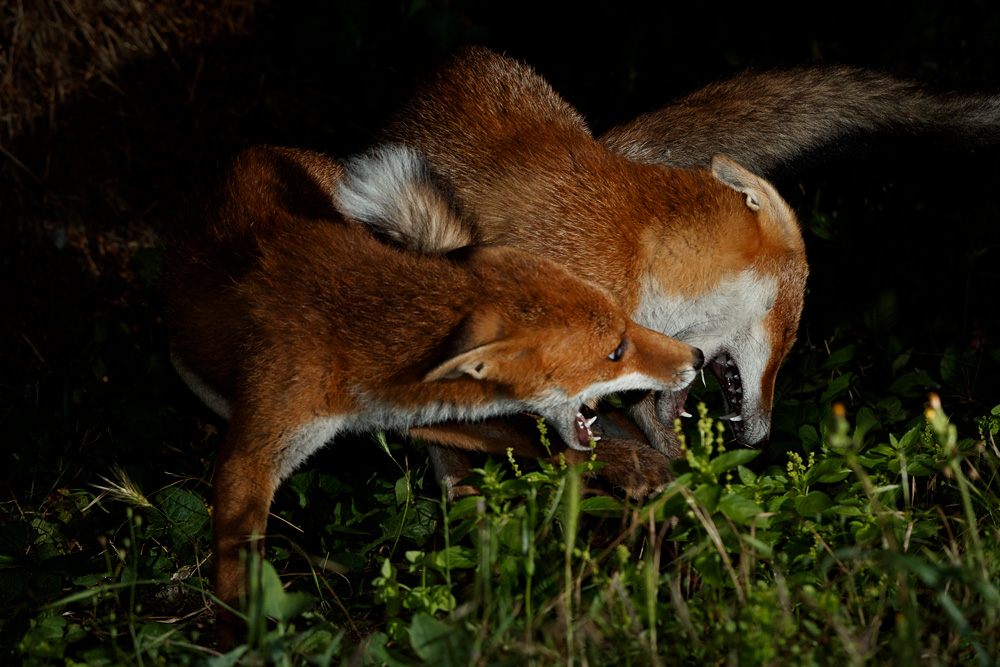 3007212907215949.jpg - Fox cubs squabbling
