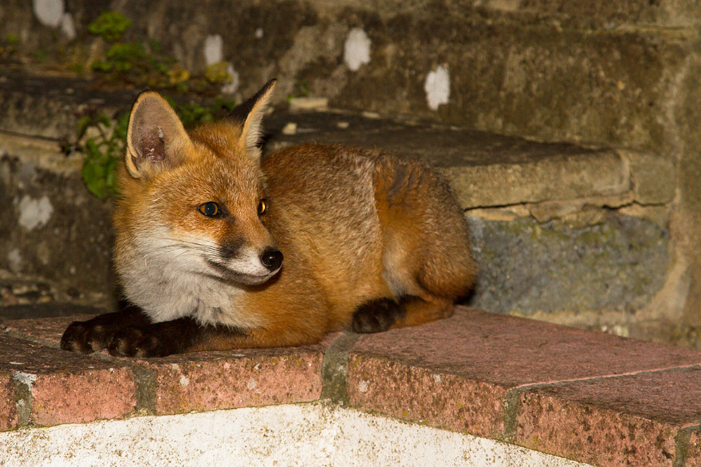 3008151106133946.jpg - Fox cub on wall