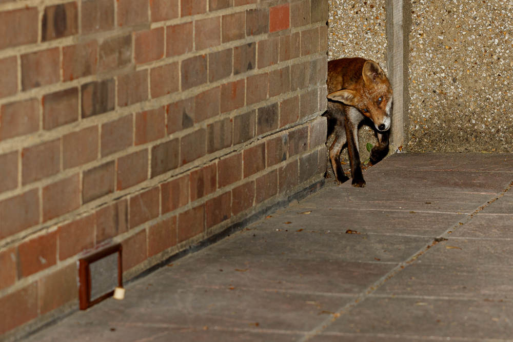 3008193008197819.jpg - Wolfy by brick wall