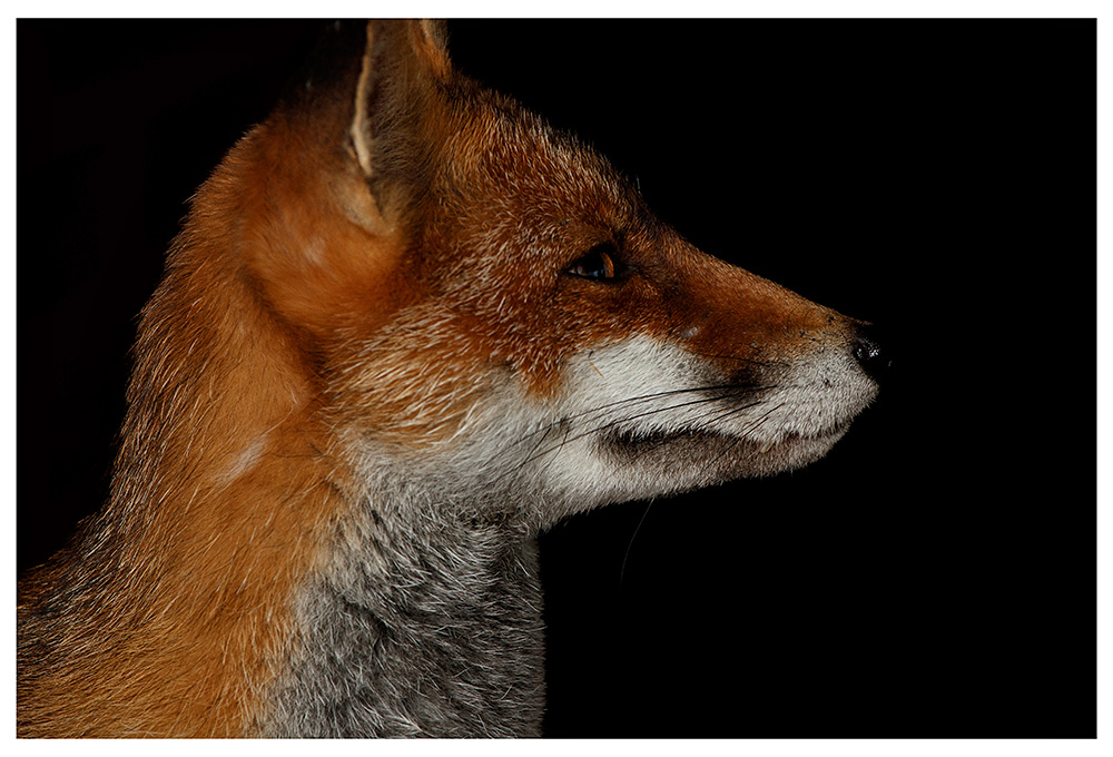 3008232808239051.jpg - Portrait of Lopa the vixen