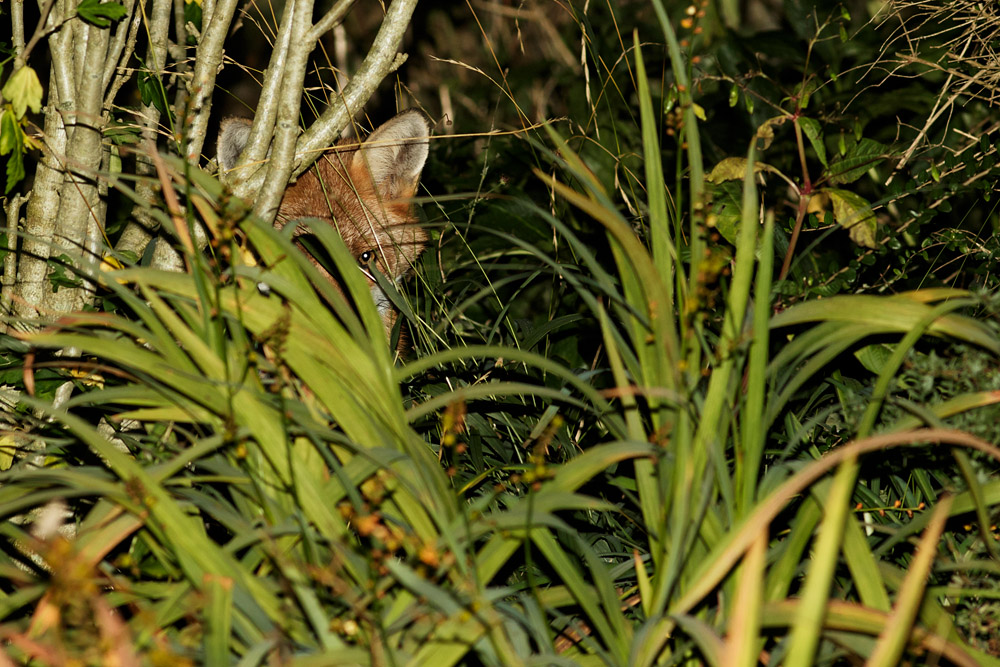 3009162909164092.jpg - Fox lurking
