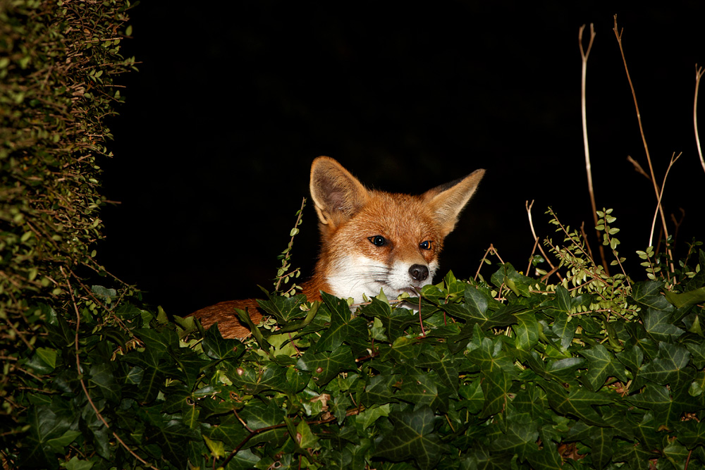 3009182809182301.jpg - Pretty Vixen and ivy