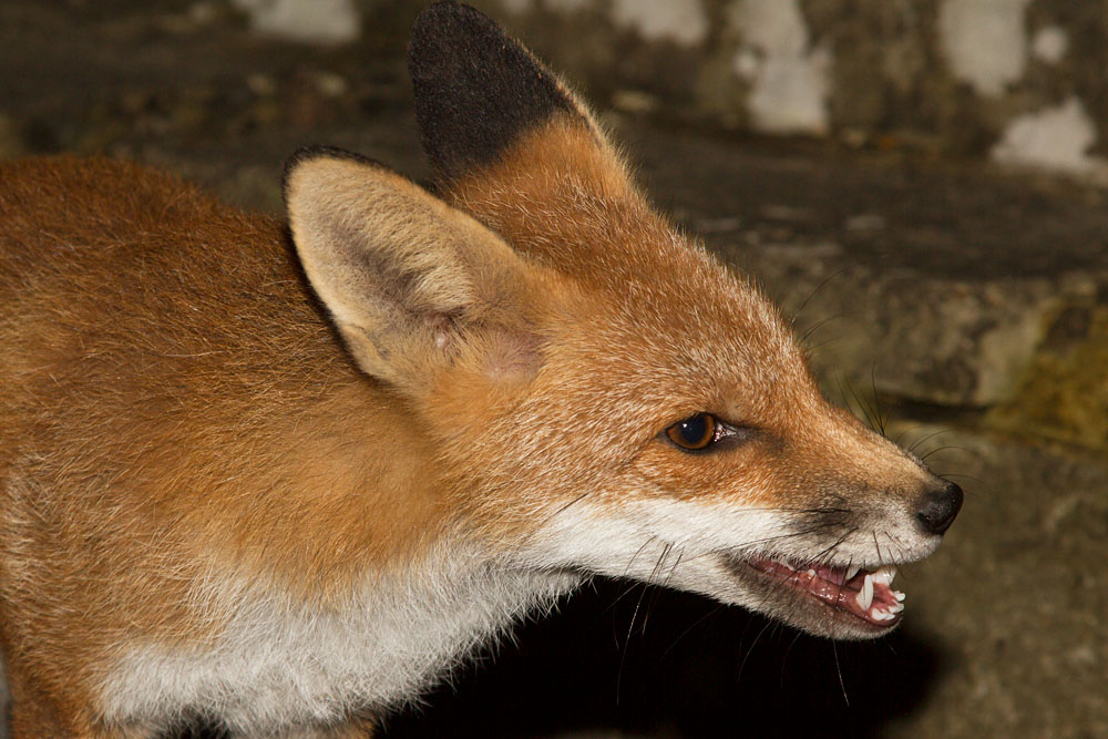 3010132910134202.jpg - Fox in the garden