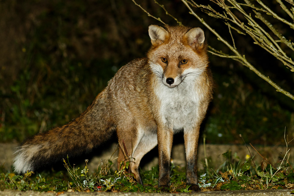 3010163010166793.jpg - Fox in garden