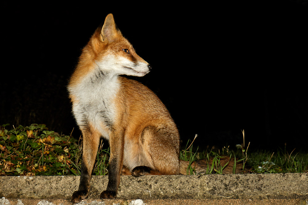 3010173010170484.jpg - Pretty Vixen