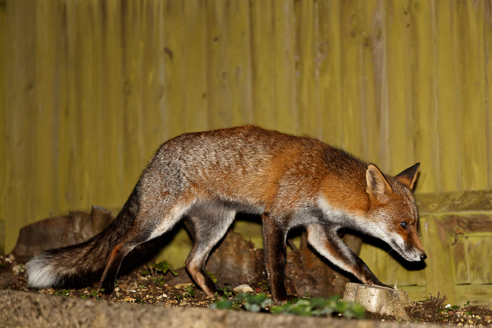 3010193010191648.jpg - Wolfy in the garden