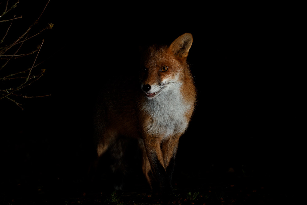 3010202910209091.jpg - Portrait of Longtail
