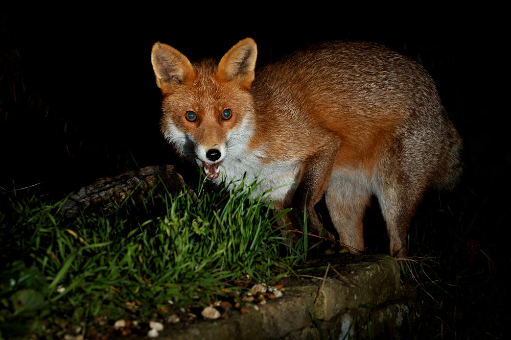 3010213110213095.jpg - Stumpy the vixen
