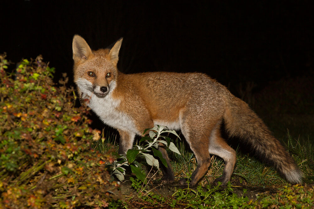 3011142811130209.jpg - Fox at night