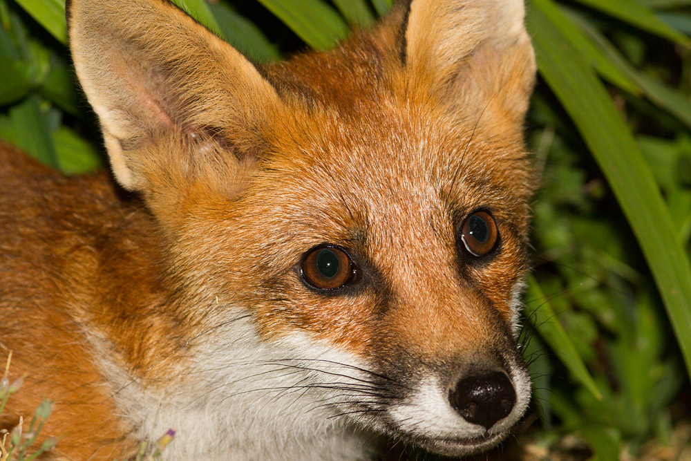 3011151107130489.jpg - Fox cub portrait
