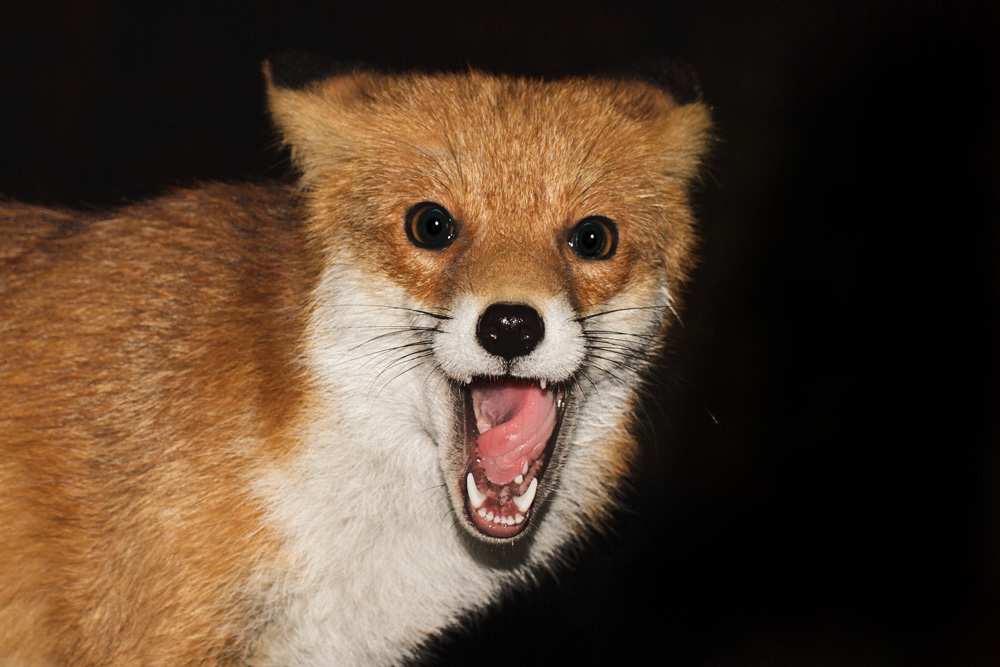 3011173011176455.jpg - Portrait of Pretty Vixen