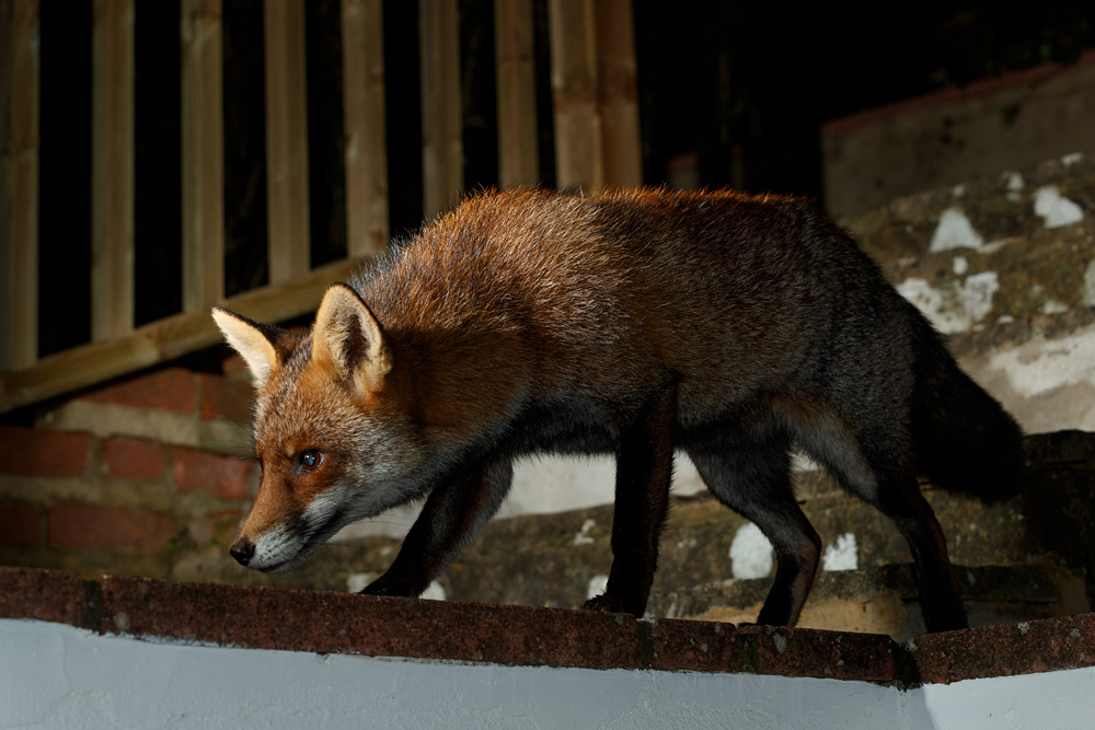 3011202911200947.jpg - Wolfy around the garden