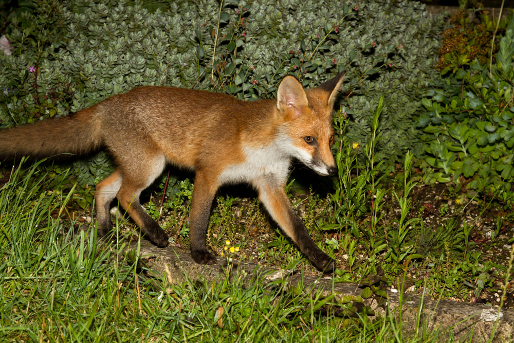 3101132406125944.jpg - Fox cub (Vulpes vulpes) walking on garden path.