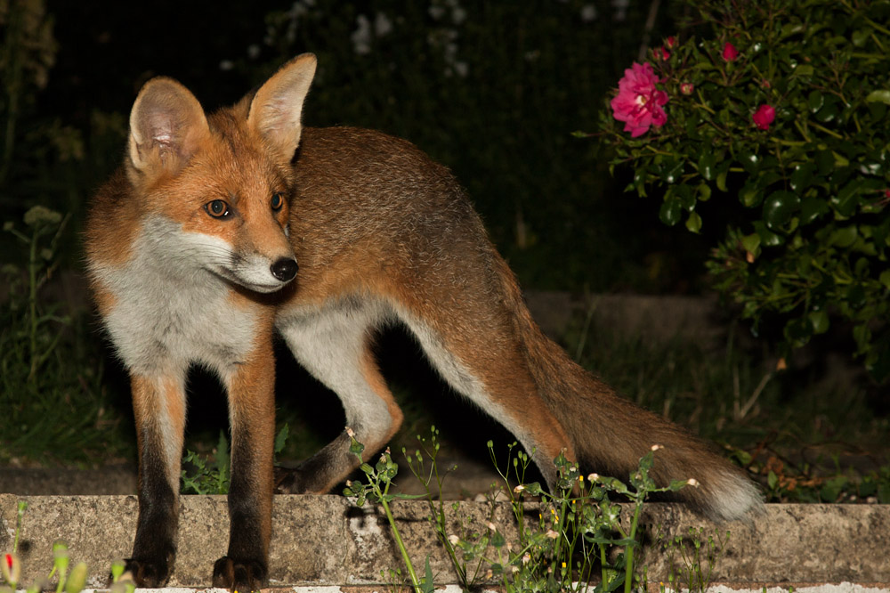 3101162706108385.jpg - Young fox and rose bush