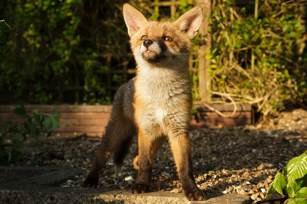 3101172505138504.jpg - Fox cub peering in the sunshine