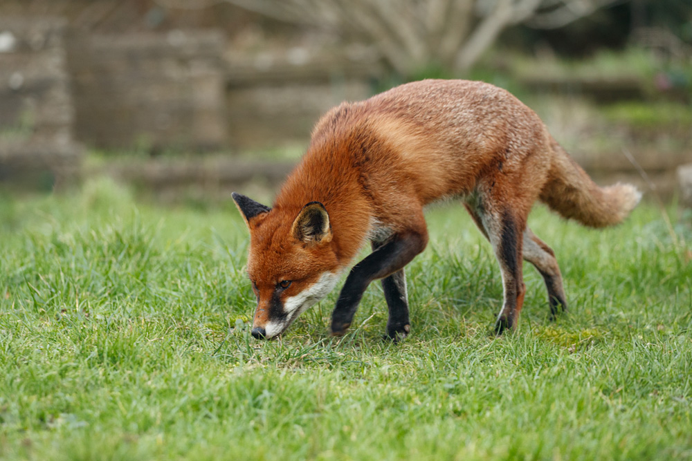 3101232701233253.jpg - Stripe the dog fox