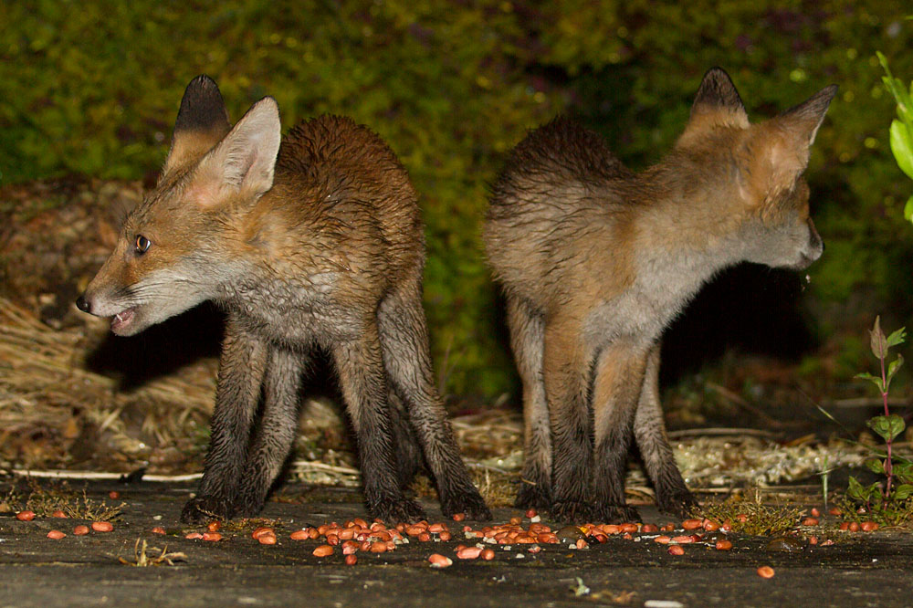 3103130206121038.jpg - Two fox cubs after the rain, eating peanuts in a suburban garden.