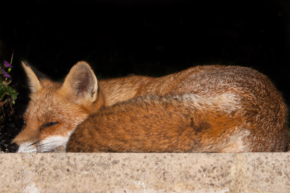 3103162109091440.jpg - Fox sleeping on a wall