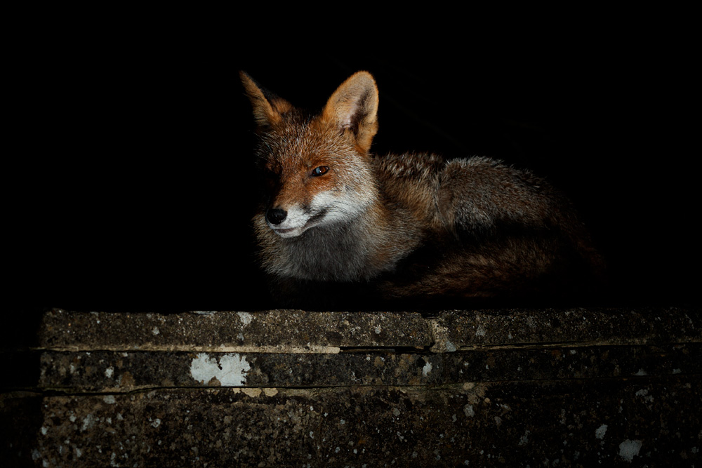 3103213103216054.jpg - Portrait of Wolfy lying down