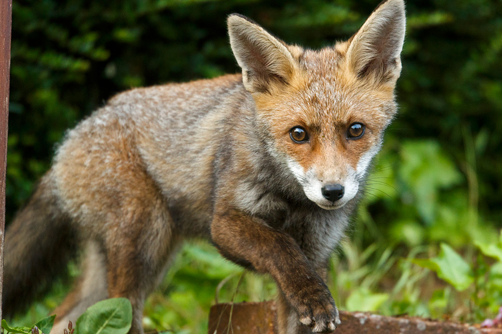 3105183005186145.jpg - Fox cub (Wolfy) in the afternoon
